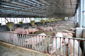 中小型養(yǎng)殖場豬舍設(shè)計